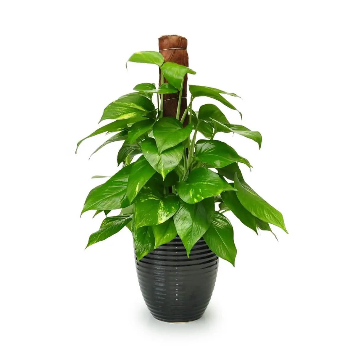 Golden pothos plant with lush, shiny green heart-shaped leaves climbing a vertical coco coir pole in a round black ribbed ceramic pot | 綠蘿枝葉繁盛,心形葉片翠綠有光澤,攀附椰棕柱,栽種於黑色橫紋圓陶盆內