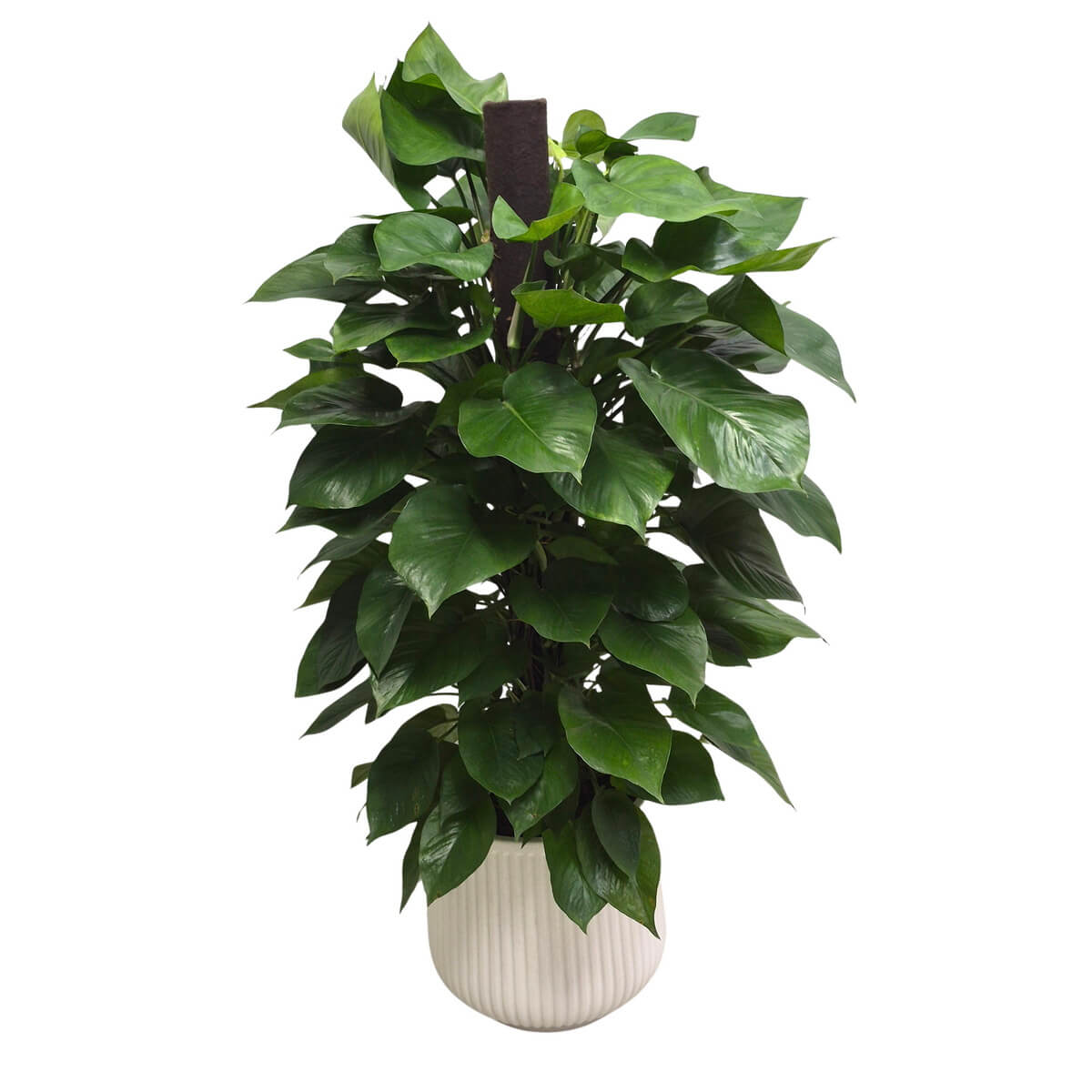 Devi's Ivy (L)
