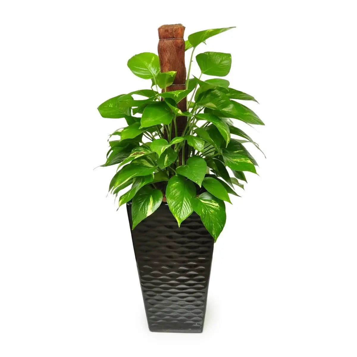 Golden pothos with lush, glossy green foliage climbing a vertical coco coir pole, housed in a tall textured black planter | 綠蘿植株繁茂,葉面亮綠,攀附椰棕柱上,高身黑紋陶盆承托造型挺立