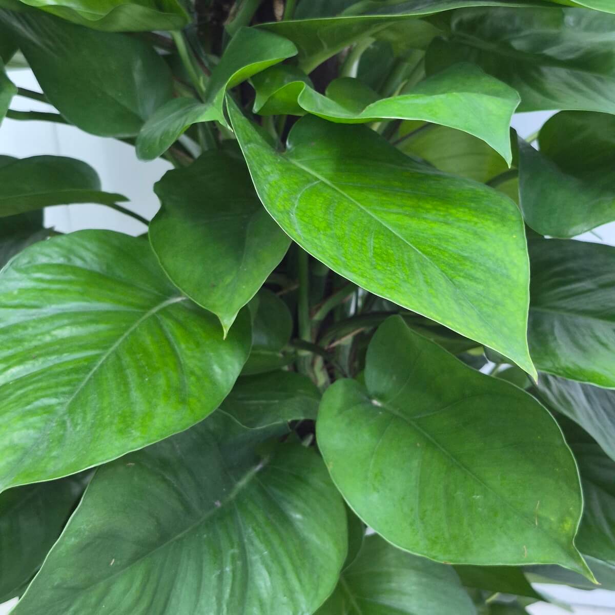 黃金葛(大)