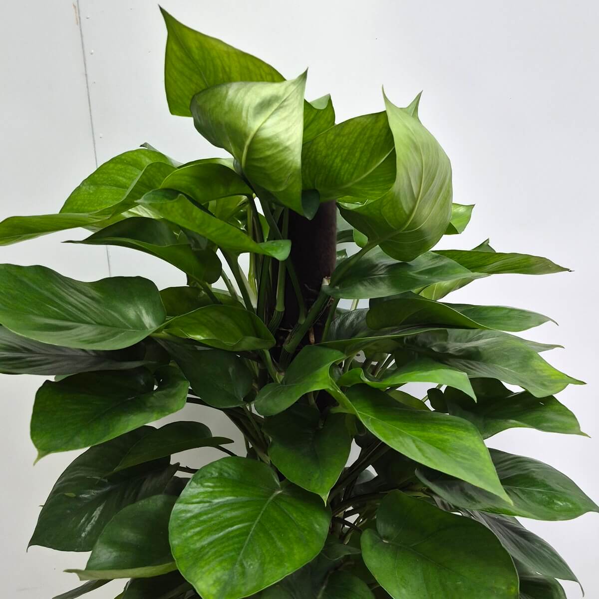 黃金葛(大)