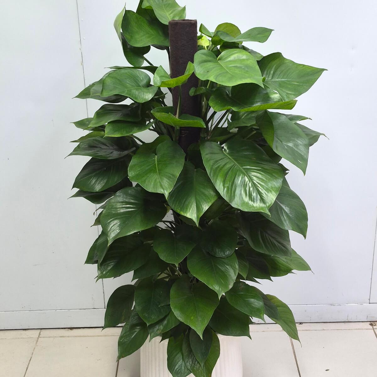 黃金葛(大)
