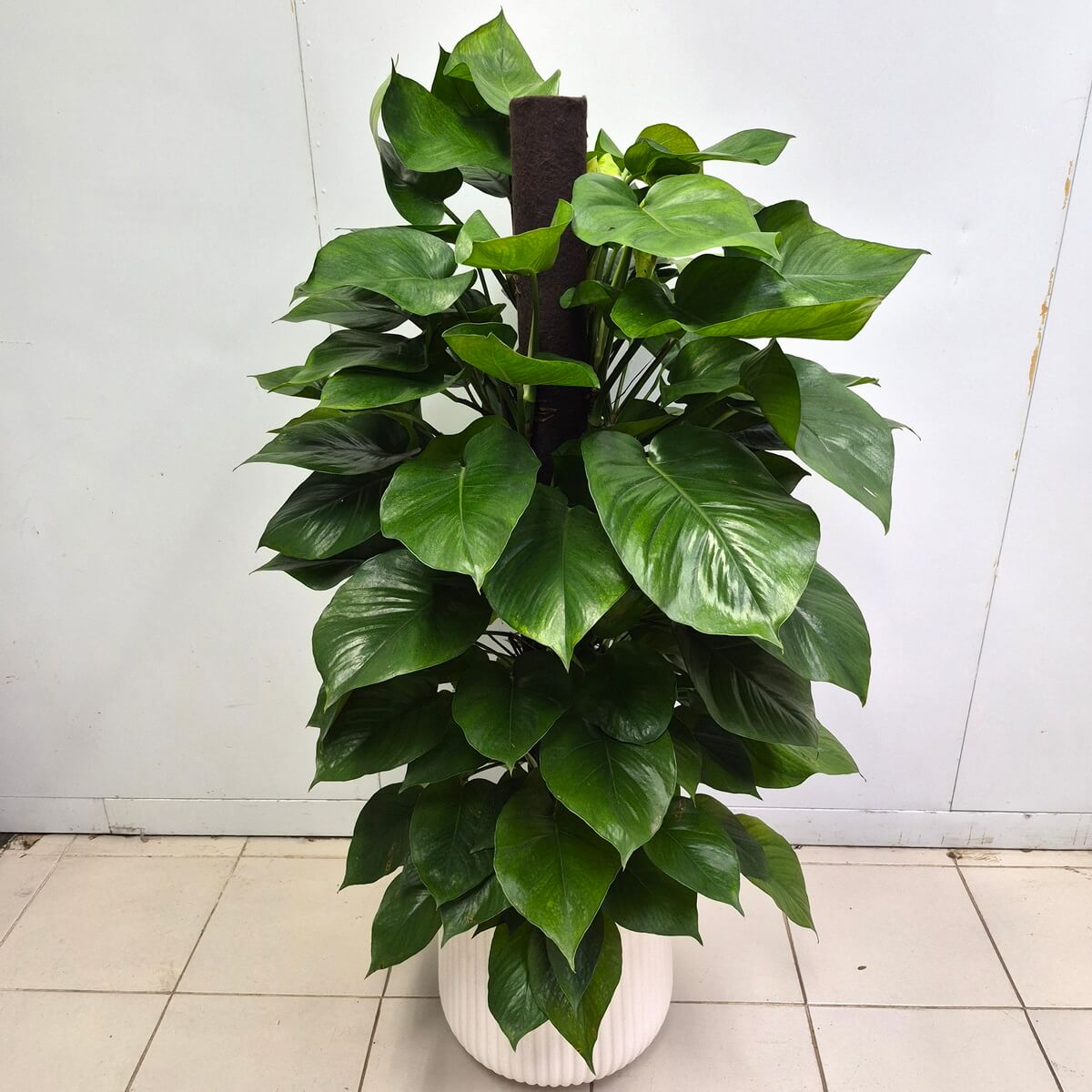 黃金葛(大)