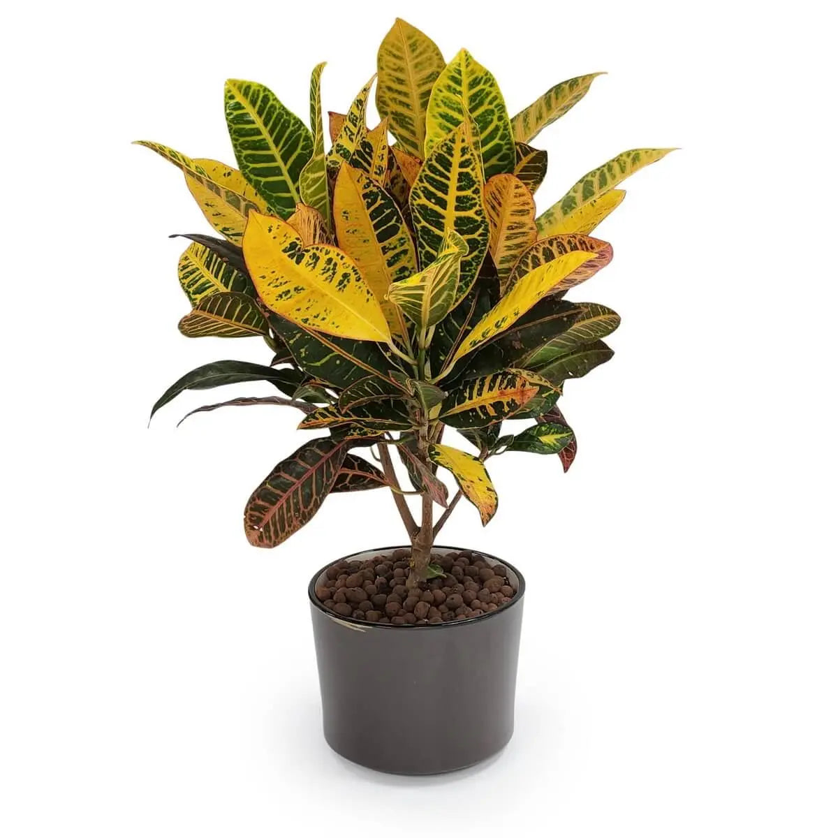 Croton with elongated variegated leaves in vivid yellow, green, and maroon hues, potted in a dark ceramic container with clay pebbles | 多彩變葉木葉片細長紋理豐富,黃綠紅三色交織,配黑色盆與陶粒鋪面