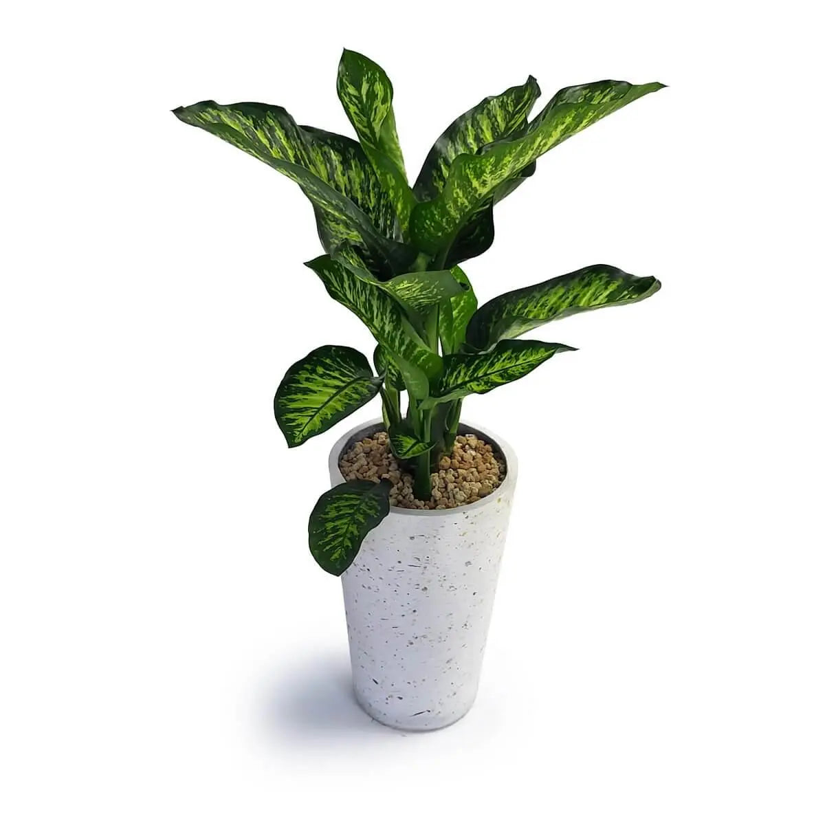 Dieffenbachia with variegated green-yellow foliage in tall white terrazzo-style pot, topped with pebbles - 綠黃斑葉萬年青植物,高身白色水磨石花盆設計,盆面鋪有天然裝飾石子。