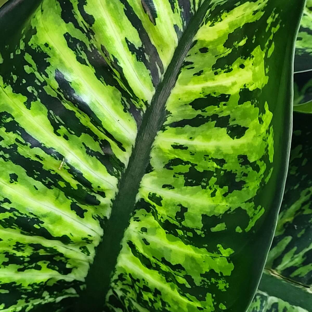 Detail view of Dieffenbachia leaf with central midrib and irregular green-black variegation forming a bold tropical pattern 萬年青葉片細節特寫,中央主脈明顯,綠黑不規則斑紋構成鮮明熱帶圖案