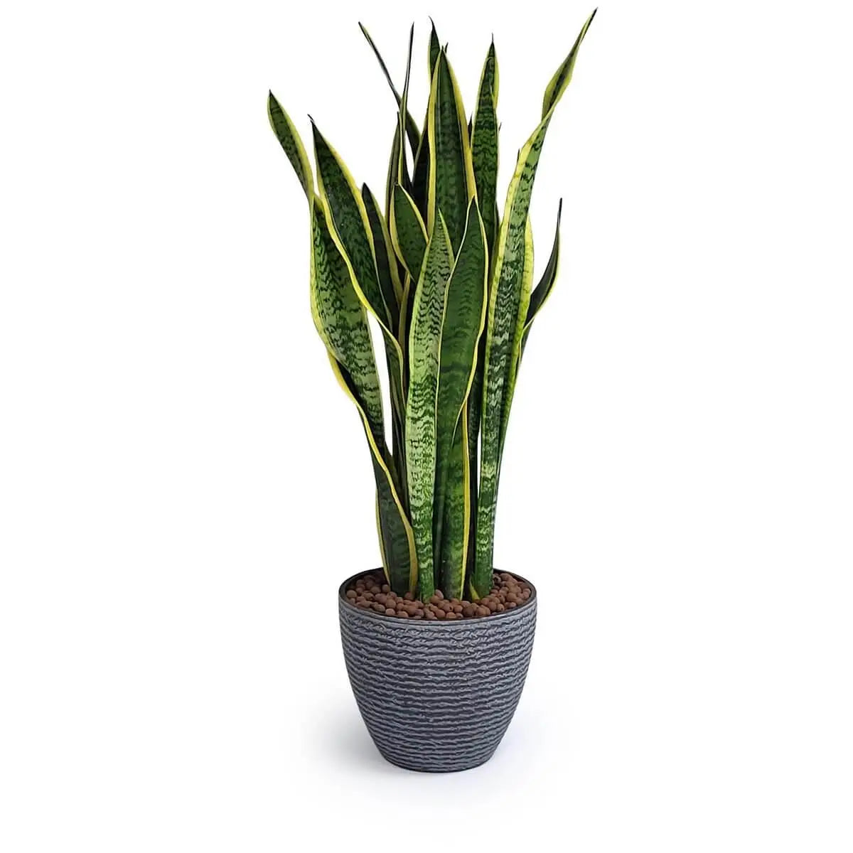 Sansevieria with upright green leaves edged in yellow, planted in a grey ceramic pot with textured surface and brown pebble cover | 黃邊綠葉直立虎尾蘭,栽於浮雕灰陶瓷盆中,盆面鋪以啡色石粒