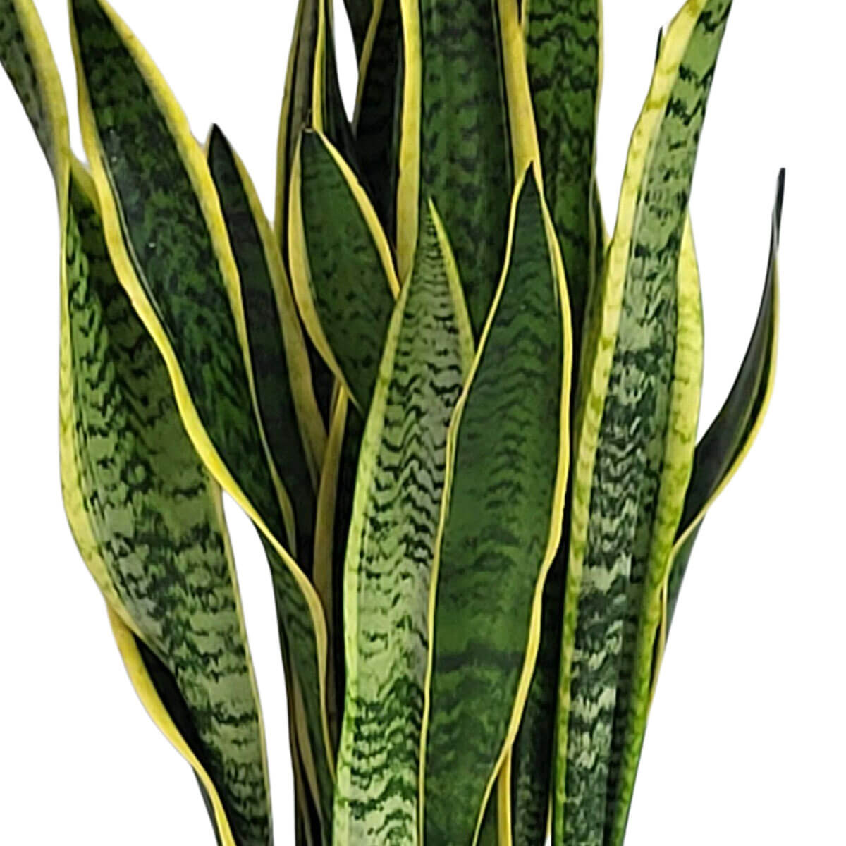 Tall snake plant with mottled green leaves edged in yellow 虎尾蘭葉片挺直如劍,綠葉斑駁帶黃邊,造型現代,象徵堅毅與守護,是人氣室內觀葉植物。