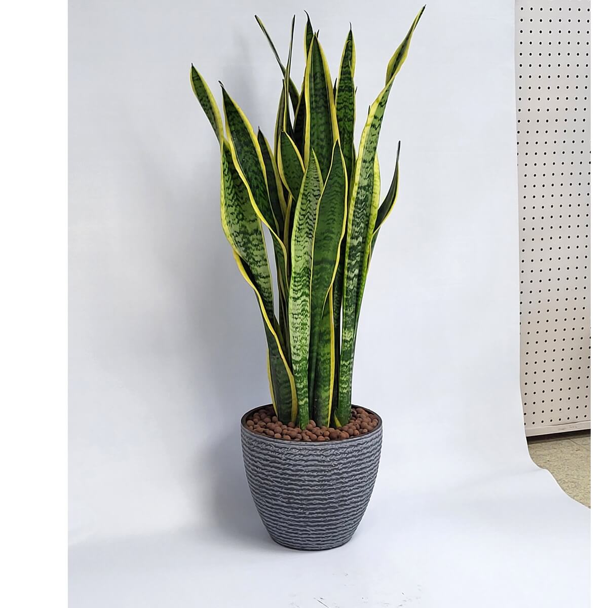 Upright snake plant with variegated green and yellow leaves in a textured grey planter 虎尾蘭盆栽,葉色綠中帶黃邊,直立排列,置於灰色紋理花盆並鋪以棕色石粒。