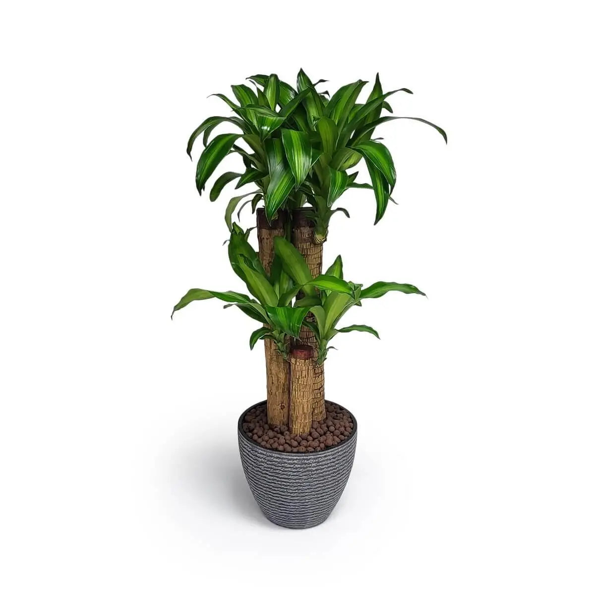 Dracaena fragrans with bold green lance-shaped leaves sprouting from thick brown canes, set in a pebble-filled grey textured planter | 巴西鐵樹葉形修長翠綠,粗莖穩固,植於陶粒鋪面的灰色陶盆