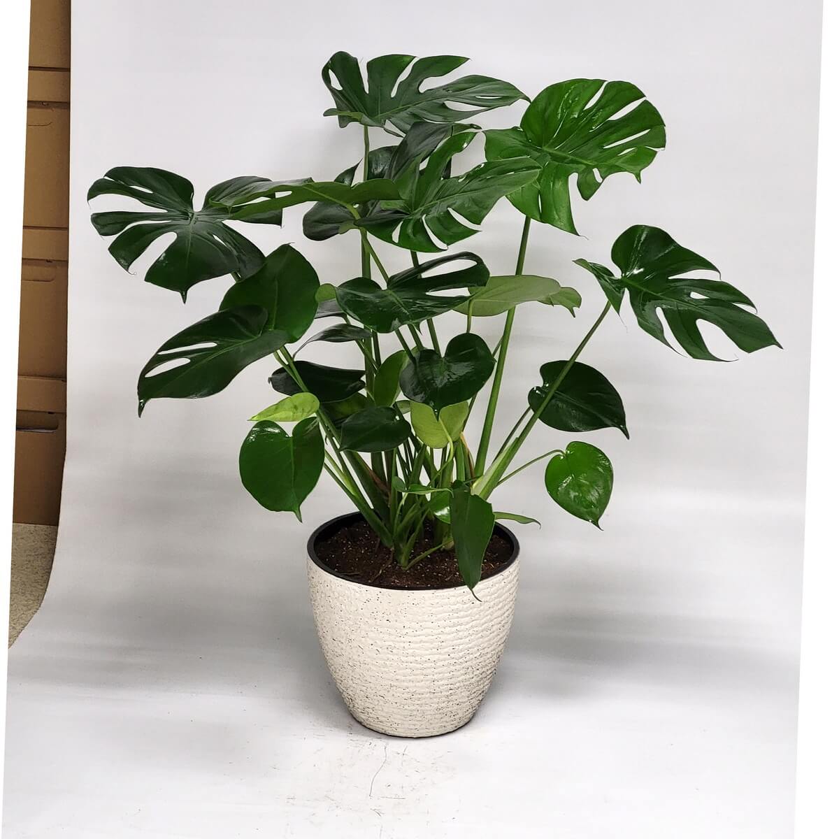 Monstera plant with glossy, fenestrated leaves in a textured ceramic planter 龜背竹盆栽,葉片亮綠開裂,配以有紋理的米白色陶瓷花盆與泥土栽種。