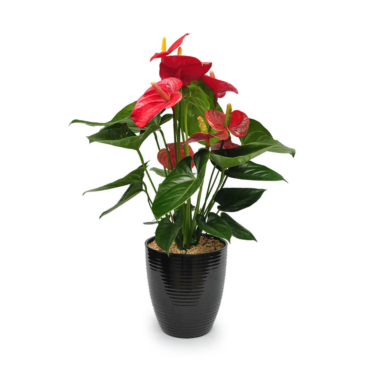 Red anthurium plant with glossy heart-shaped blooms and yellow spadices, set in a black ribbed ceramic pot | 紅色心形火鶴花配黃色花苞,葉片濃綠,種於黑色條紋陶瓷盆中