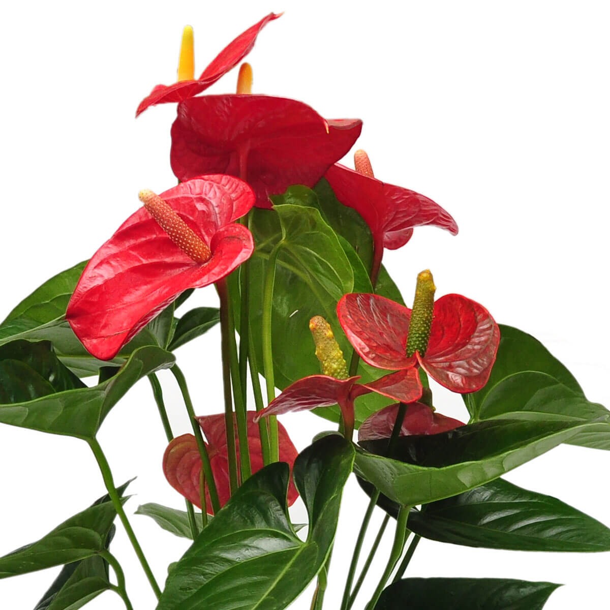 A group of vibrant red Anthurium blooms with shiny, heart-shaped spathes and upright yellow-green spadices, surrounded by dark green leaves – 紅掌花鮮豔亮眼,花苞心形如蠟,黃綠花柱直立,綠葉濃密襯托