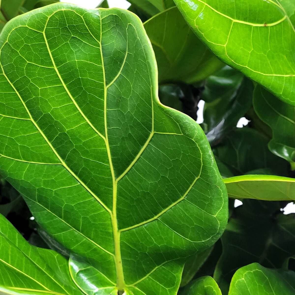 Detail view of vibrant fiddle leaf fig leaf with defined vein structure, wavy edges, and smooth glossy texture in rich green hue 琴葉榕鮮綠葉片細節特寫,脈絡清晰、邊緣微波、表面光滑有光澤