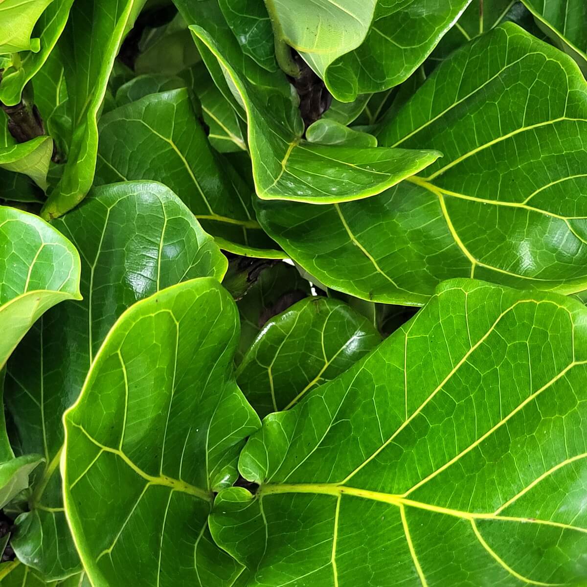 Detail view of dense fiddle leaf fig foliage with bold yellow-green veins and shiny surface textures in a vibrant overlapping leaf formation 琴葉榕濃密葉叢細節特寫,黃綠脈絡突出,表面光澤,葉片交疊排列具層次感
