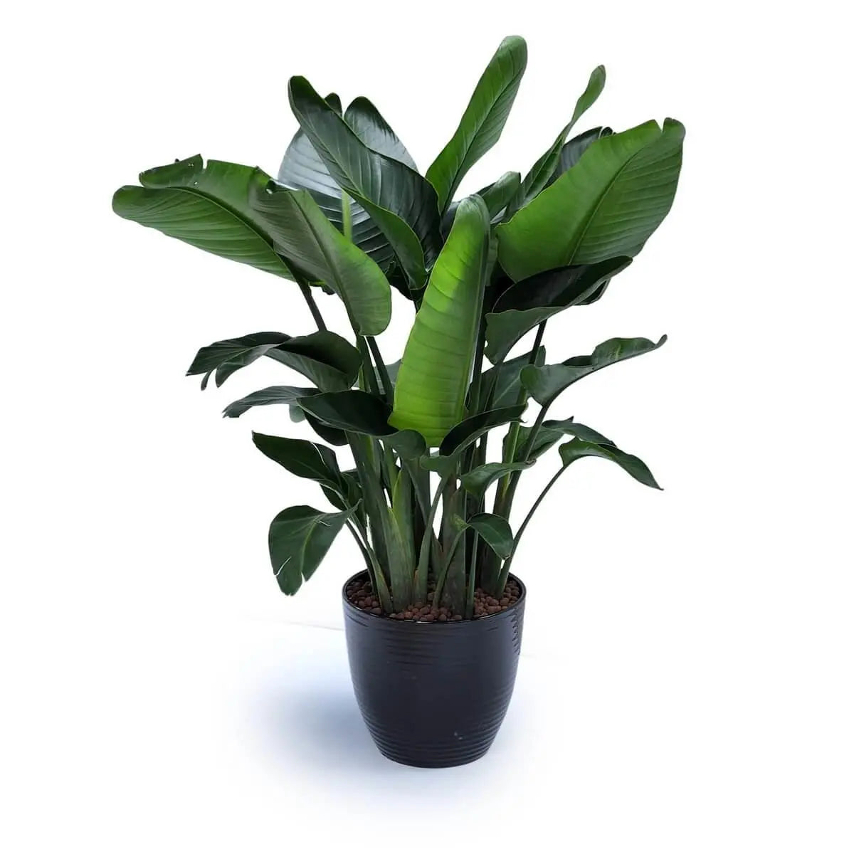 Tropical bird of paradise plant with wide upright green leaves in a ribbed black ceramic pot, finished with brown clay pebbles | 熱帶天堂鳥植物葉片挺拔寬大,植於黑色陶瓷紋理花盆,底部舖以棕色陶粒