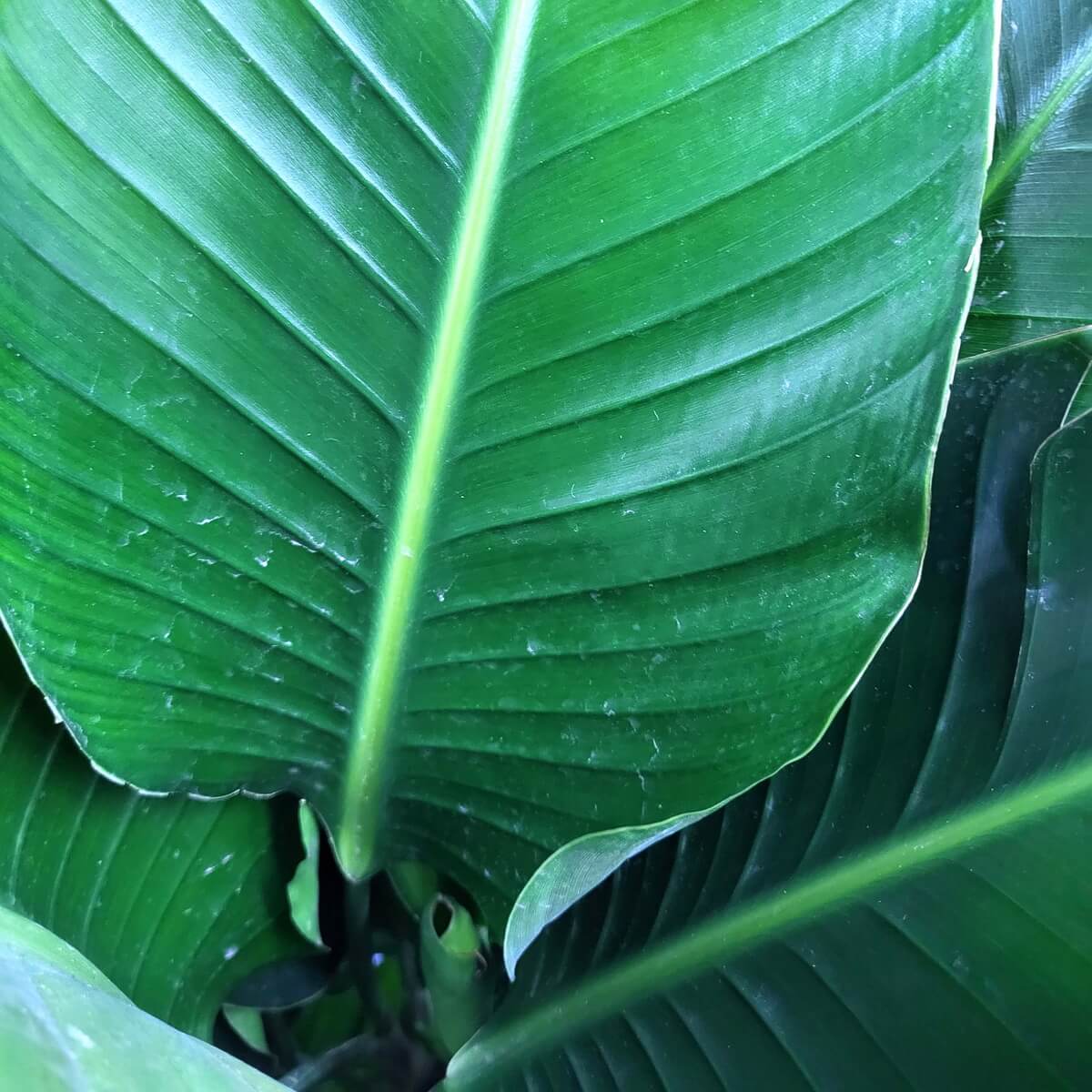 Detail view of tropical bird of paradise leaf showing symmetrical vein pattern, curved edge, and glossy green surface 天堂鳥熱帶葉片細節特寫,脈絡對稱,邊緣微彎,綠葉具光澤感