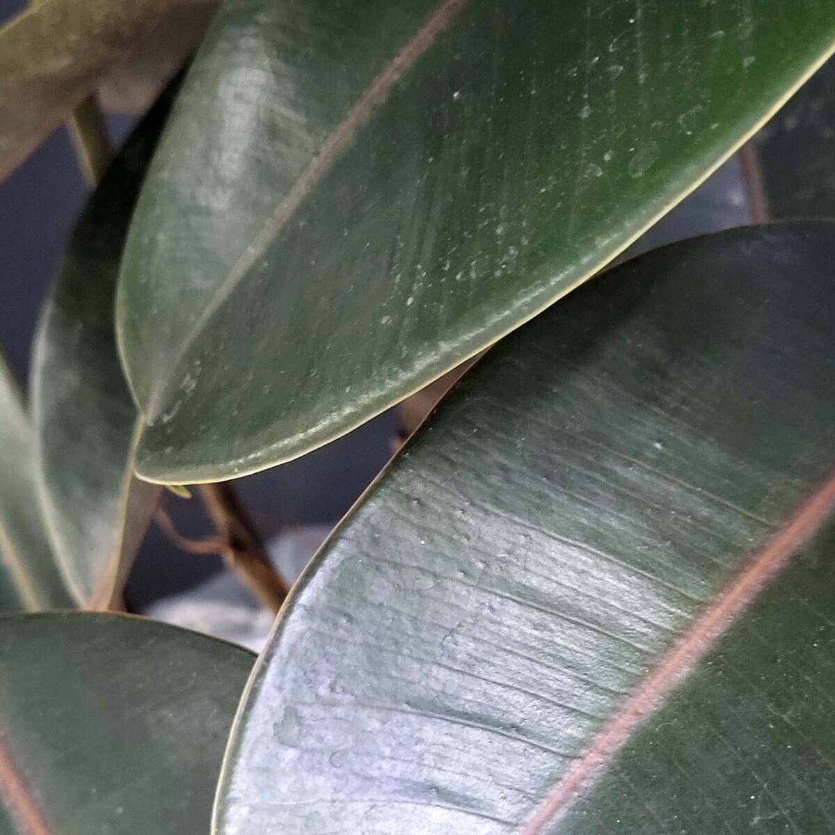 Detail view of rubber plant leaves with leathery dark green surfaces, subtle red central veins, and softly curved edges 橡膠樹葉片細節特寫,皮革感深綠葉面,中央葉脈泛紅,邊緣柔和微彎