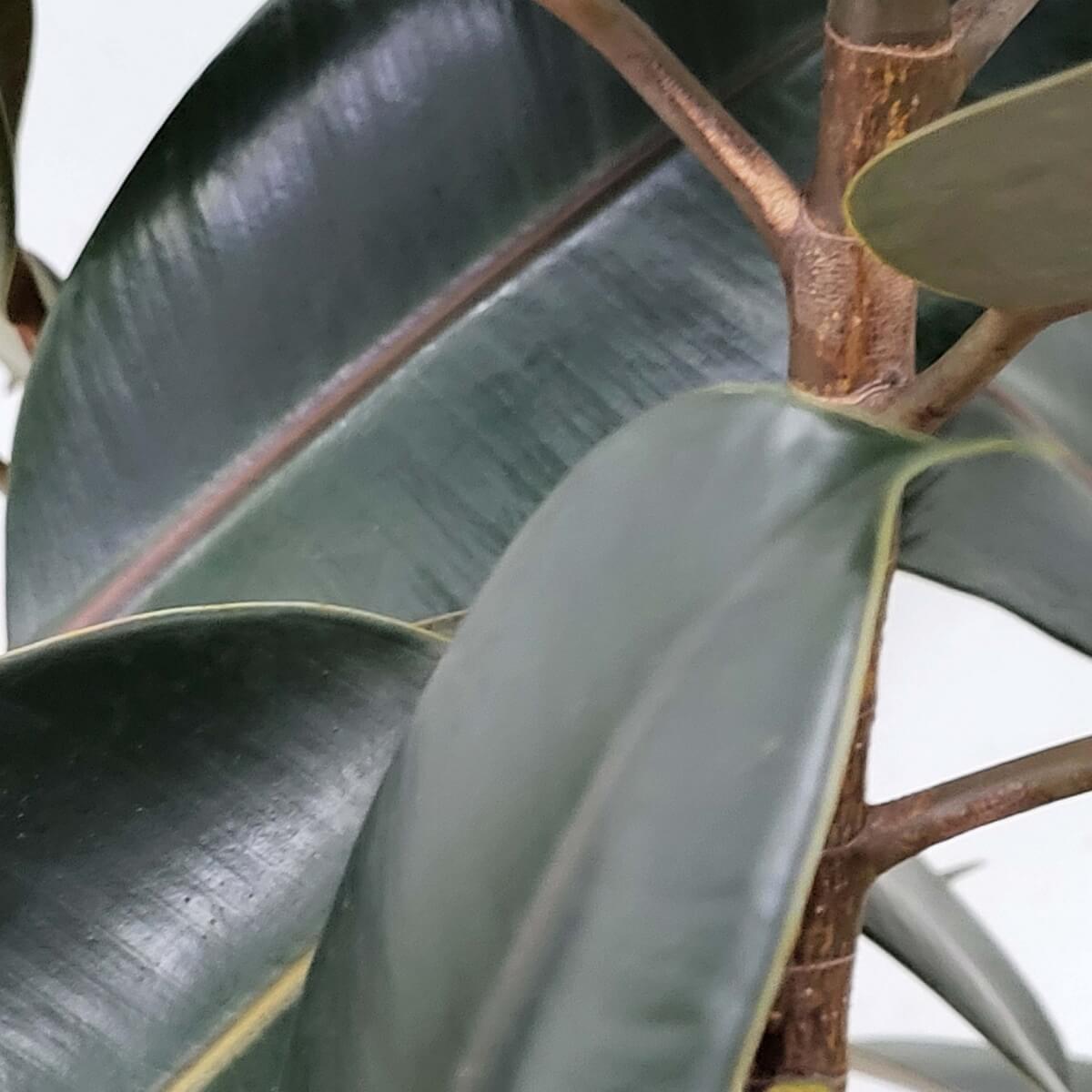 Close-up of Ficus elastica foliage featuring broad leathery leaves with dark green tone, reddish midribs, and textured woody stems 橡膠樹闊葉特寫,葉色深綠,中央紅脈,搭配有紋理的木質枝幹