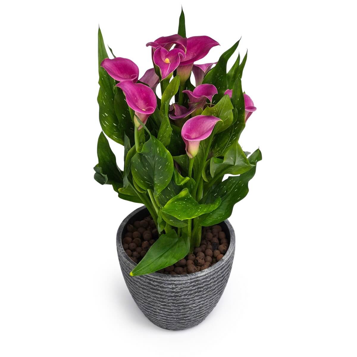 Potted Calla Lilies