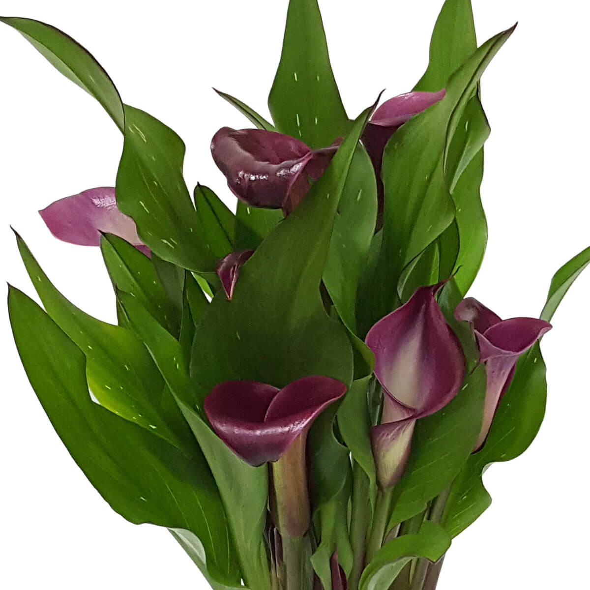 A bouquet of rich dark purple calla lilies surrounded by glossy, elongated green leaves – 一束深紫馬蹄蓮,花姿高雅,襯以光澤修長綠葉,盡顯氣質