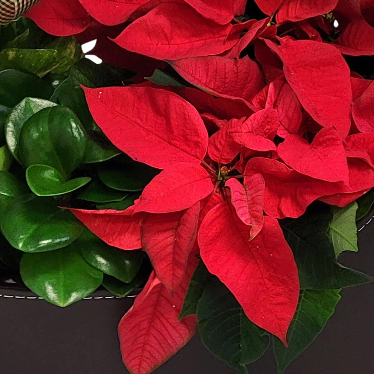 Bright red poinsettia leaves alongside glossy green foliage 鮮紅的聖誕紅與光澤綠葉相映成趣,紅綠對比強烈,為空間增添濃濃節慶氣息。