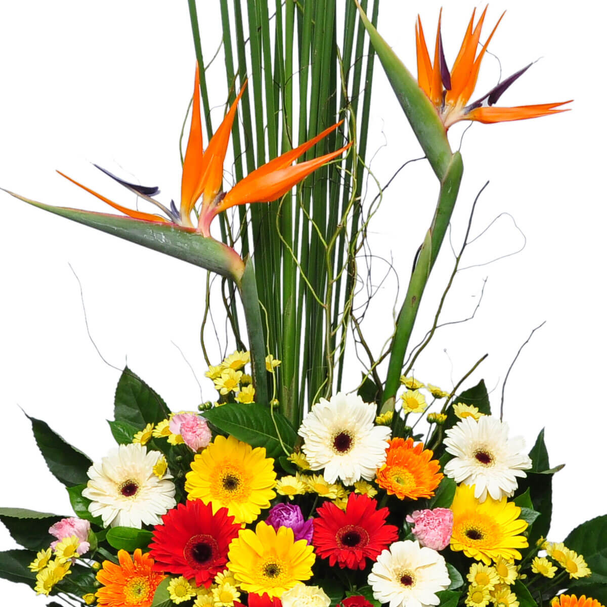 Tall Birds of Paradise flowers paired with a cheerful arrangement of gerberas in multiple colors, surrounded by lush green leaves – 高聳的天堂鳥花與多彩非洲菊組合,綠葉環繞,洋溢歡樂氣息