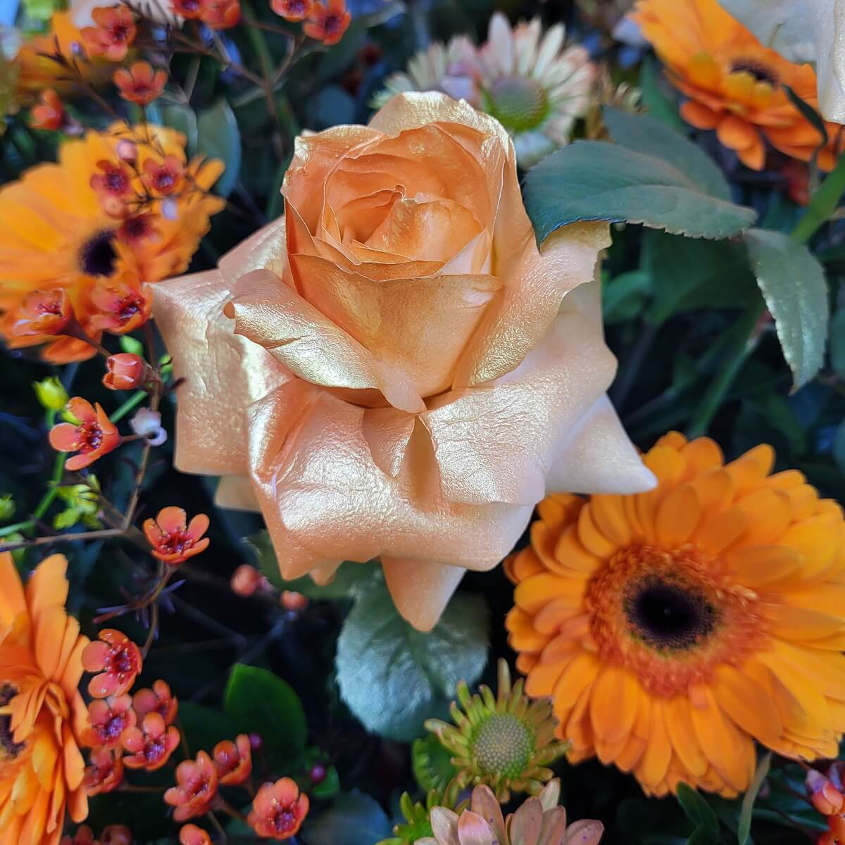 Close-up floral composition showing a gold-orange rose with velvety petals, accented by orange gerberas, peach chrysanthemums, and orange waxflowers - 金橙玫瑰配絲絨花瓣太陽菊粉菊與蠟花細節特寫