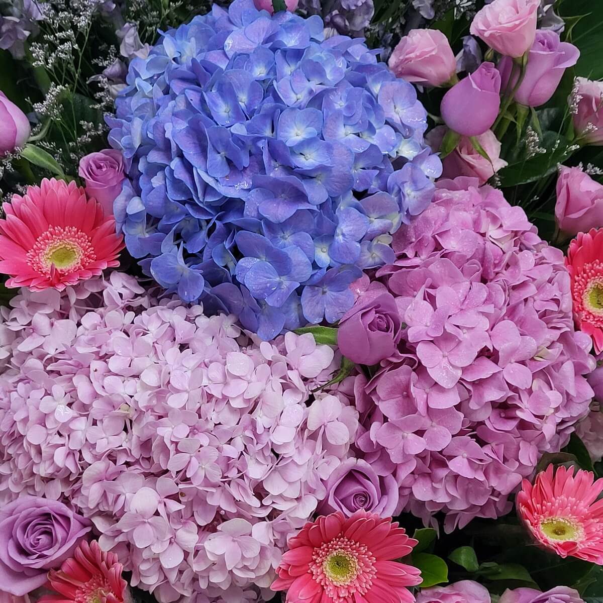 Close-up composition of clustered blue, lavender, and pink hydrangeas, pastel pink roses, and hot pink gerbera daisies 多色繡球花(藍、粉、紫)搭配粉紅玫瑰與玫紅太陽花的特寫構圖