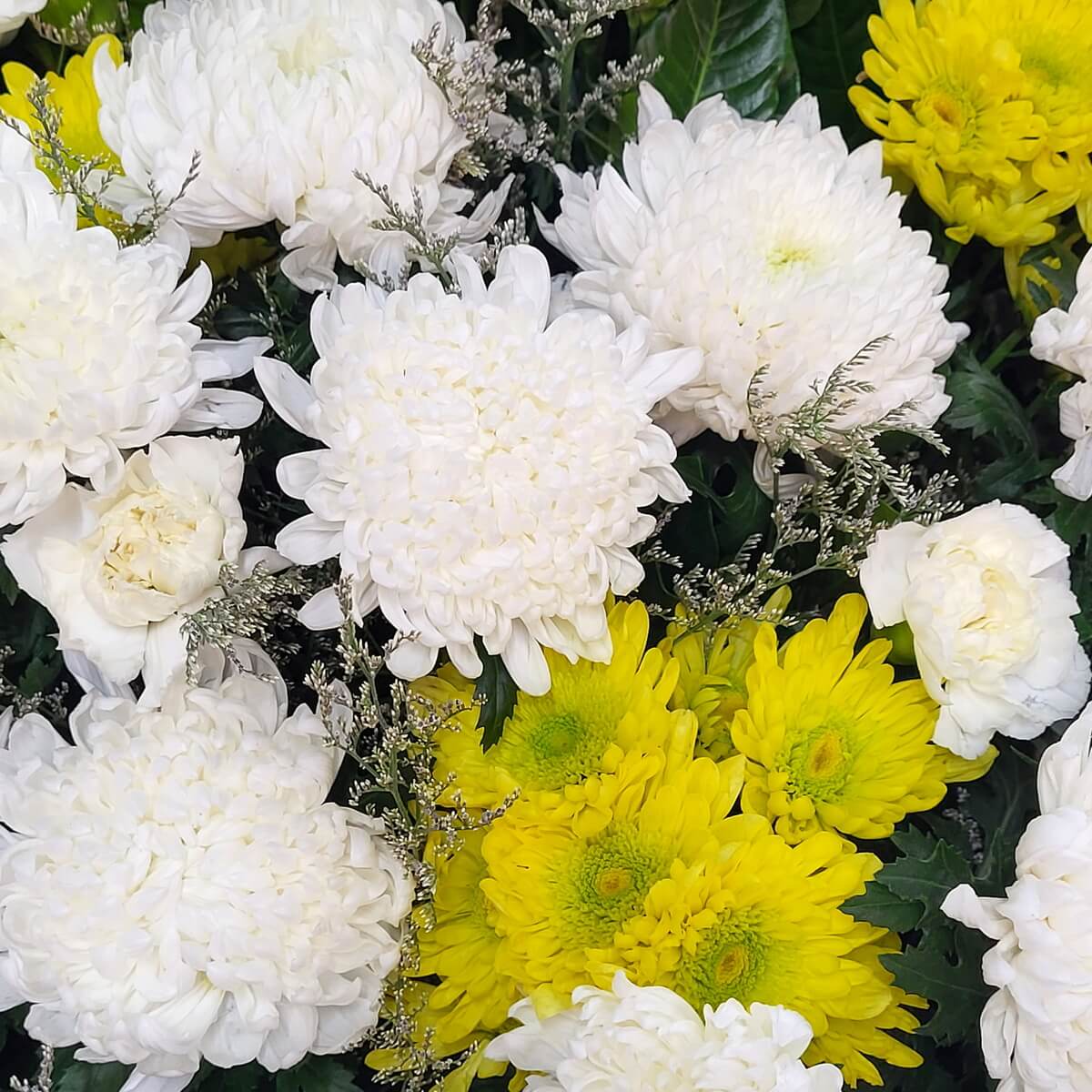Close-up of white and yellow chrysanthemums with green centers, white rosebuds, and silver fillers 白色與黃色菊花細節圖,綠色花心鮮明,配襯白玫瑰花苞與細緻銀色襯花,層次分明。