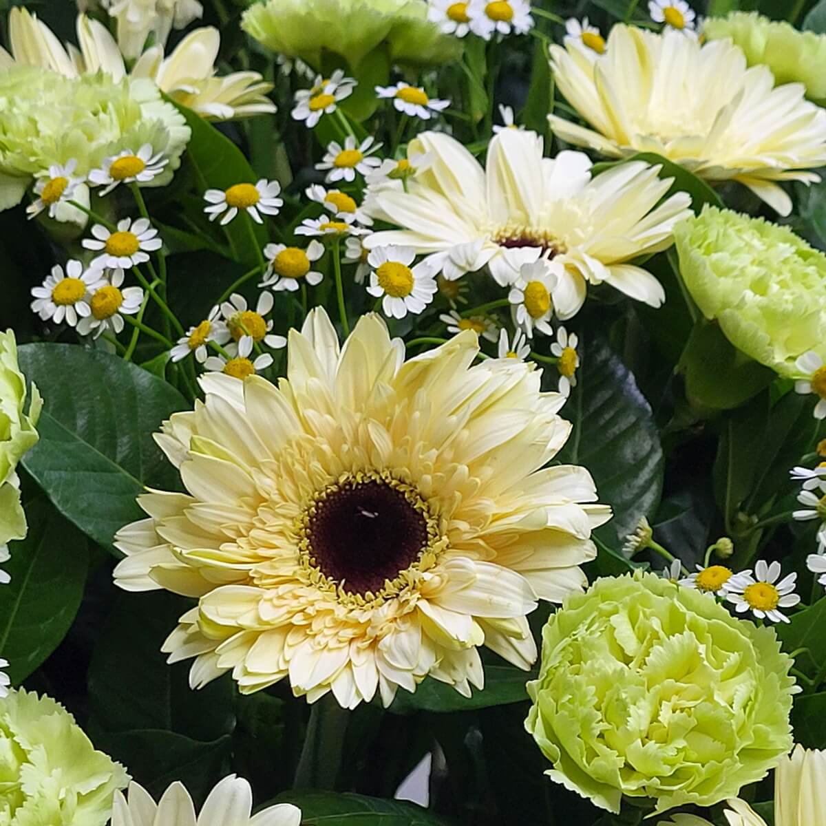 Close-up of pale yellow gerberas, green carnations, and white chamomile flowers with yellow centers 黃色非洲菊、淺綠康乃馨及白色洋甘菊特寫,配以深綠葉片,色彩柔和自然。