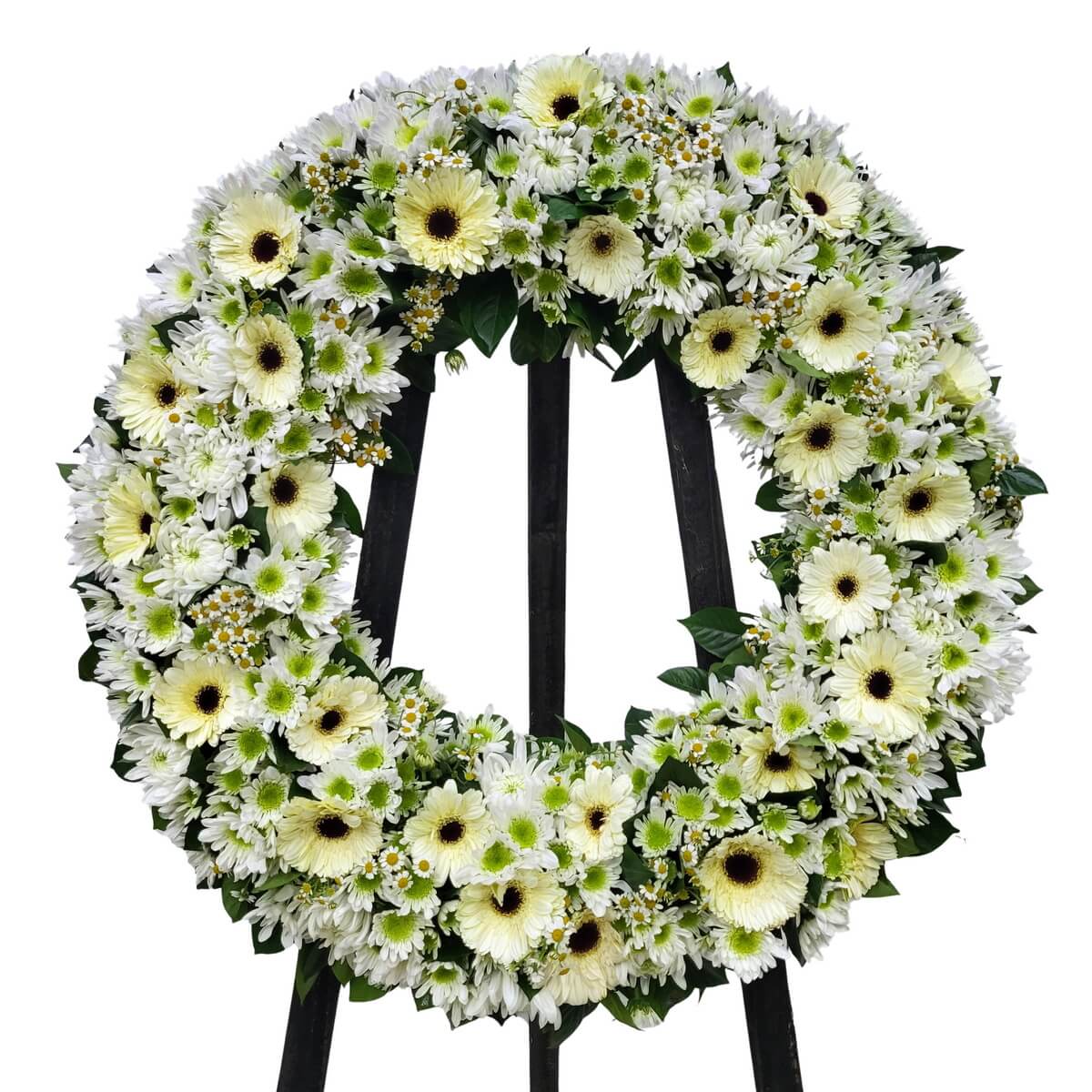 White condolence-style wreath with cream gerberas, mixed chrysanthemums, chamomile sprays and dense green foliage arranged in a balanced circular ring on black stand, original photo 白色花圈 以奶白非洲菊配多款菊花 花瓣方向自然散開 洋甘菊細花穿插其中 綠葉沿外圈延伸 鋪排細緻飽滿 原相片