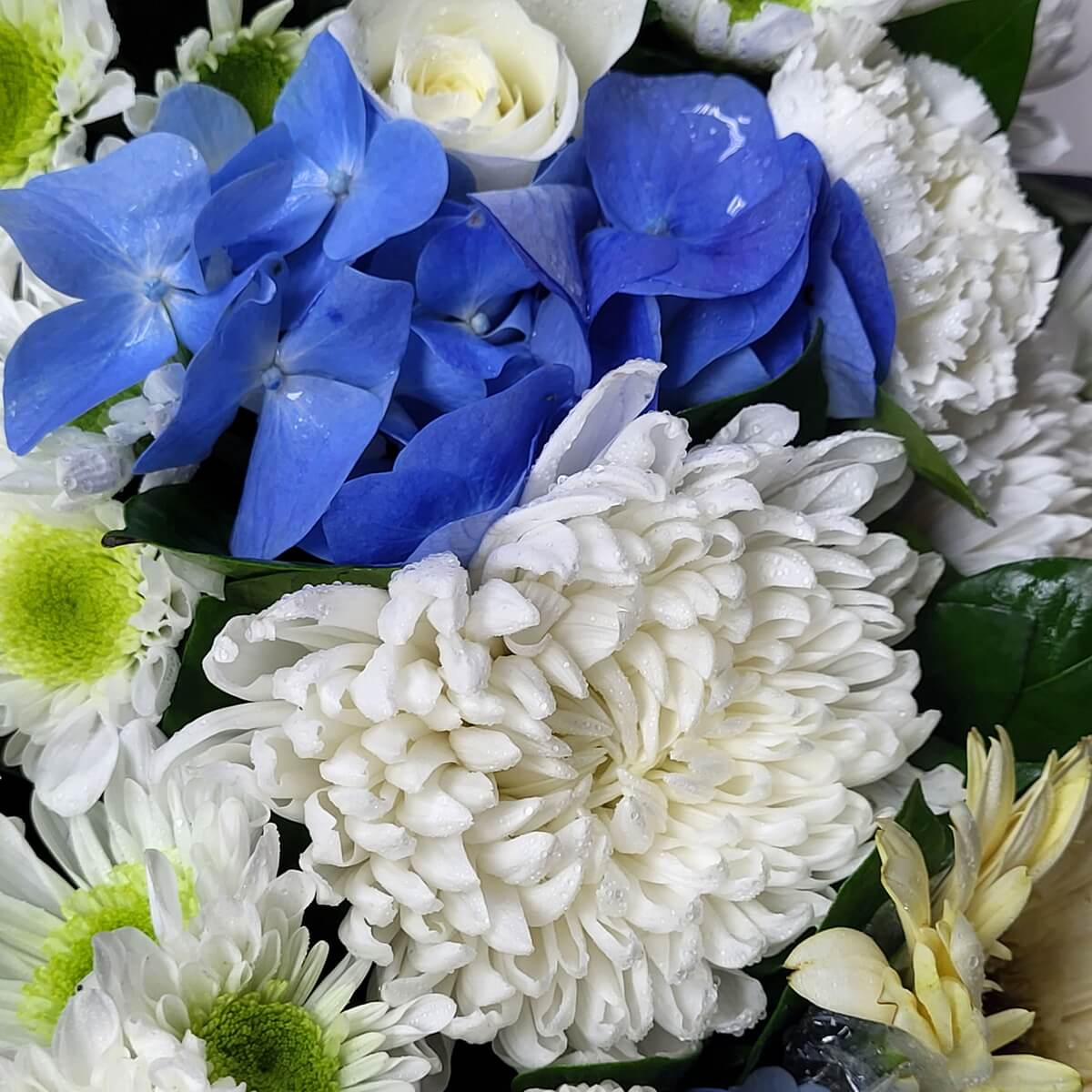 Close-up of vibrant blue hydrangeas with white button chrysanthemums, white rose, and pale yellow gerbera 藍繡球花特寫,搭配白色乒乓菊、白玫瑰及淡黃色非洲菊,層次豐富,綠葉作襯。