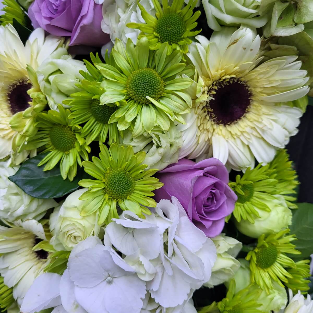 Close-up of green poms, cream gerberas, white hydrangeas, white roses and light purple rose 綠色小菊、奶油非洲菊、白繡球花、白玫瑰及淡紫玫瑰花朵近拍