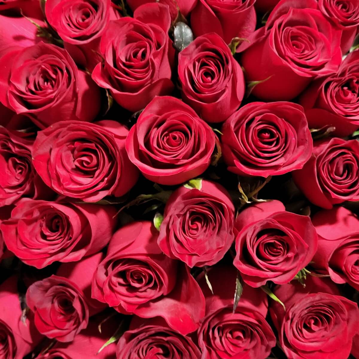 Top-down view of tightly arranged red roses with curled petals forming a uniform floral surface 自上而下俯視緊密排列的紅玫瑰,花瓣緊緻捲曲,層層交錯構成均勻花面。