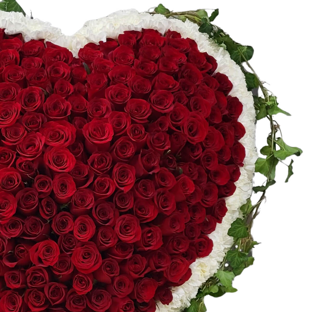 A dense heart of red roses encircled by a ring of white carnations and ivy vines – 滿佈紅玫瑰的愛心花圈,外圍以白色康乃馨與常春藤藤蔓點綴