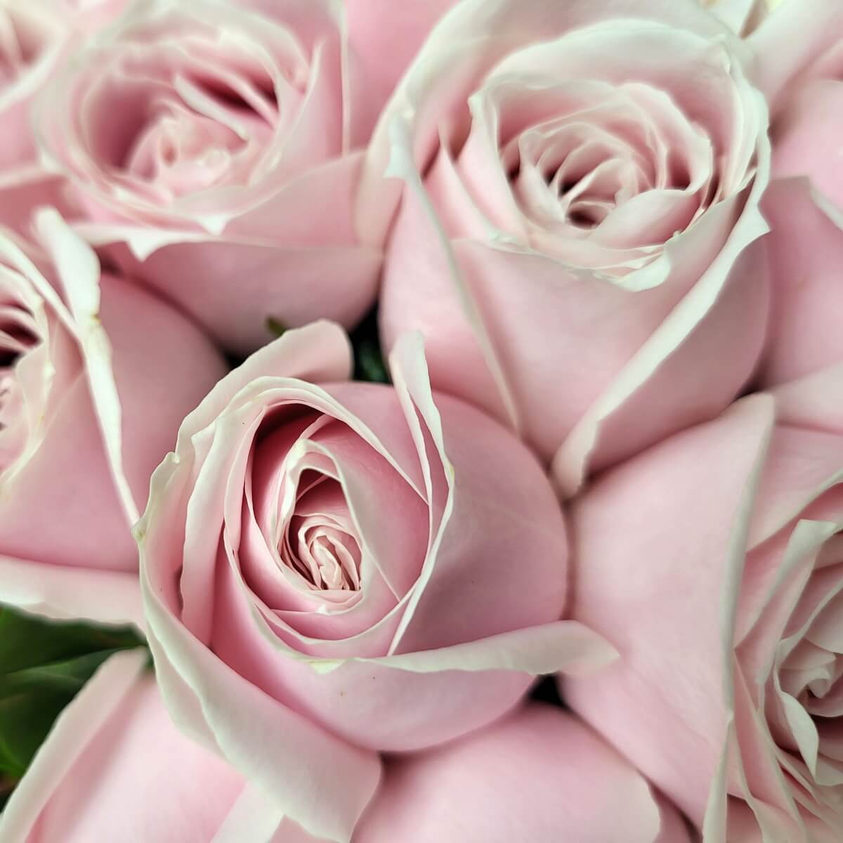 Close-up of pale pink roses with delicate layered petals and velvety texture | 特寫呈現淡粉紅玫瑰,花瓣緊密柔滑,構成細膩花簇層次感。