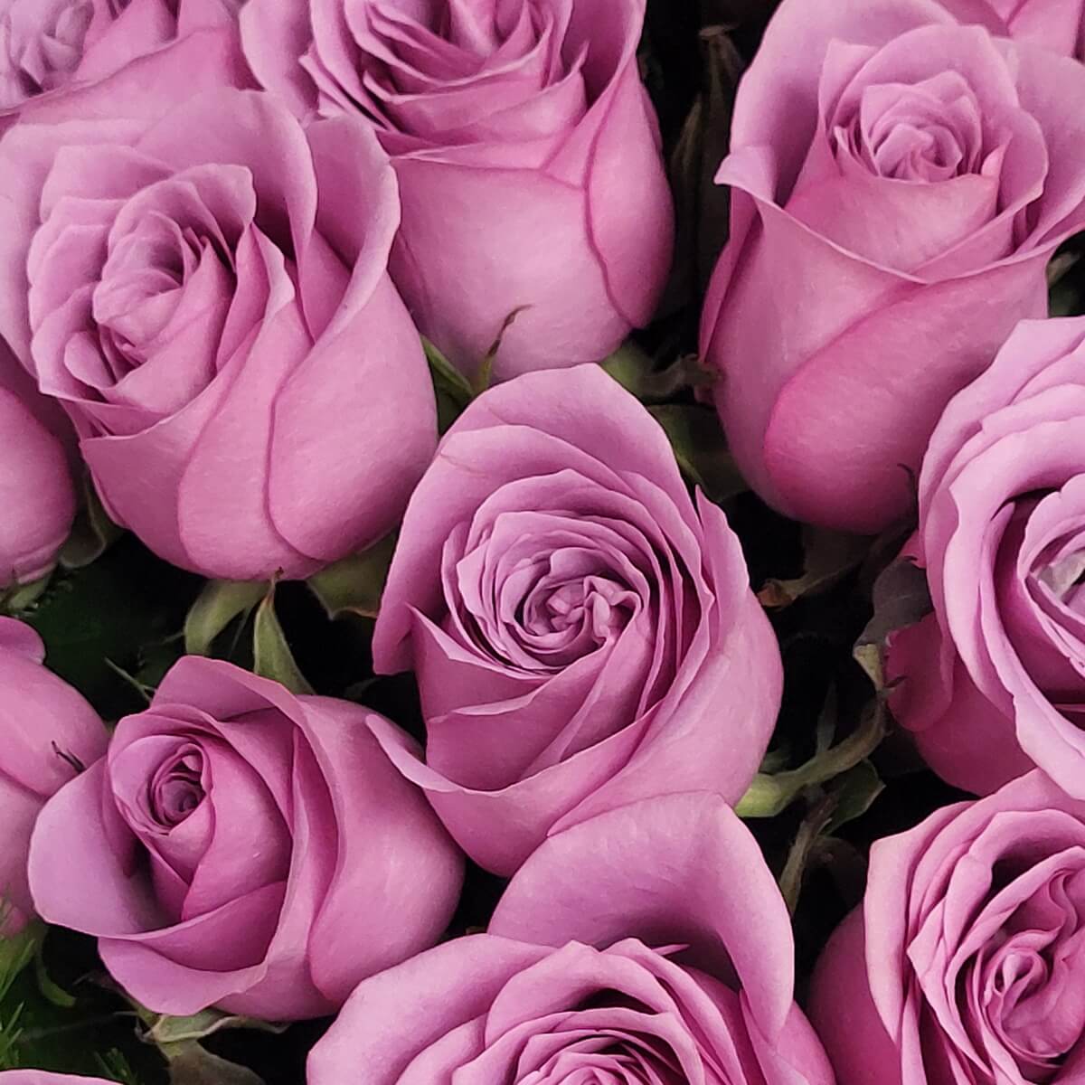 Detail view of lavender roses in full bloom, showcasing spiraled petals and soft purple tones in a dense floral cluster - 盛開的淺紫玫瑰花特寫,花瓣螺旋綻放,色調柔和密集排列