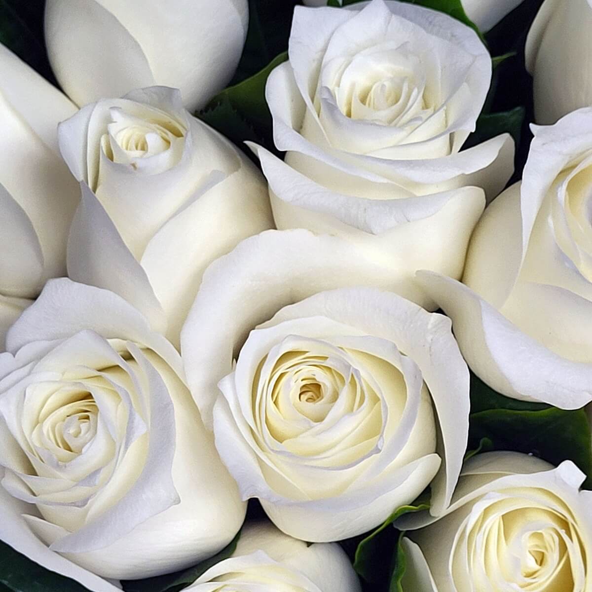 Close-up of creamy white roses with delicately layered petals and subtle ivory shading | 奶白玫瑰花瓣層層疊疊,帶柔和象牙色調特寫,質感細膩純淨