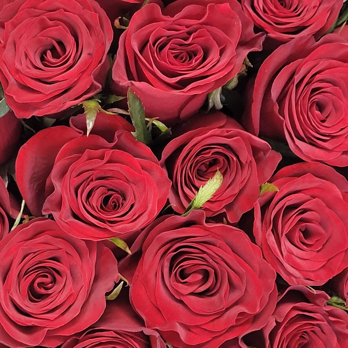 Close-up of fully bloomed red roses with tightly layered petals and slight green foliage showing through the clustered display. 盛開紅玫瑰花瓣層疊,排列緊密,綠色葉片隱約可見。
