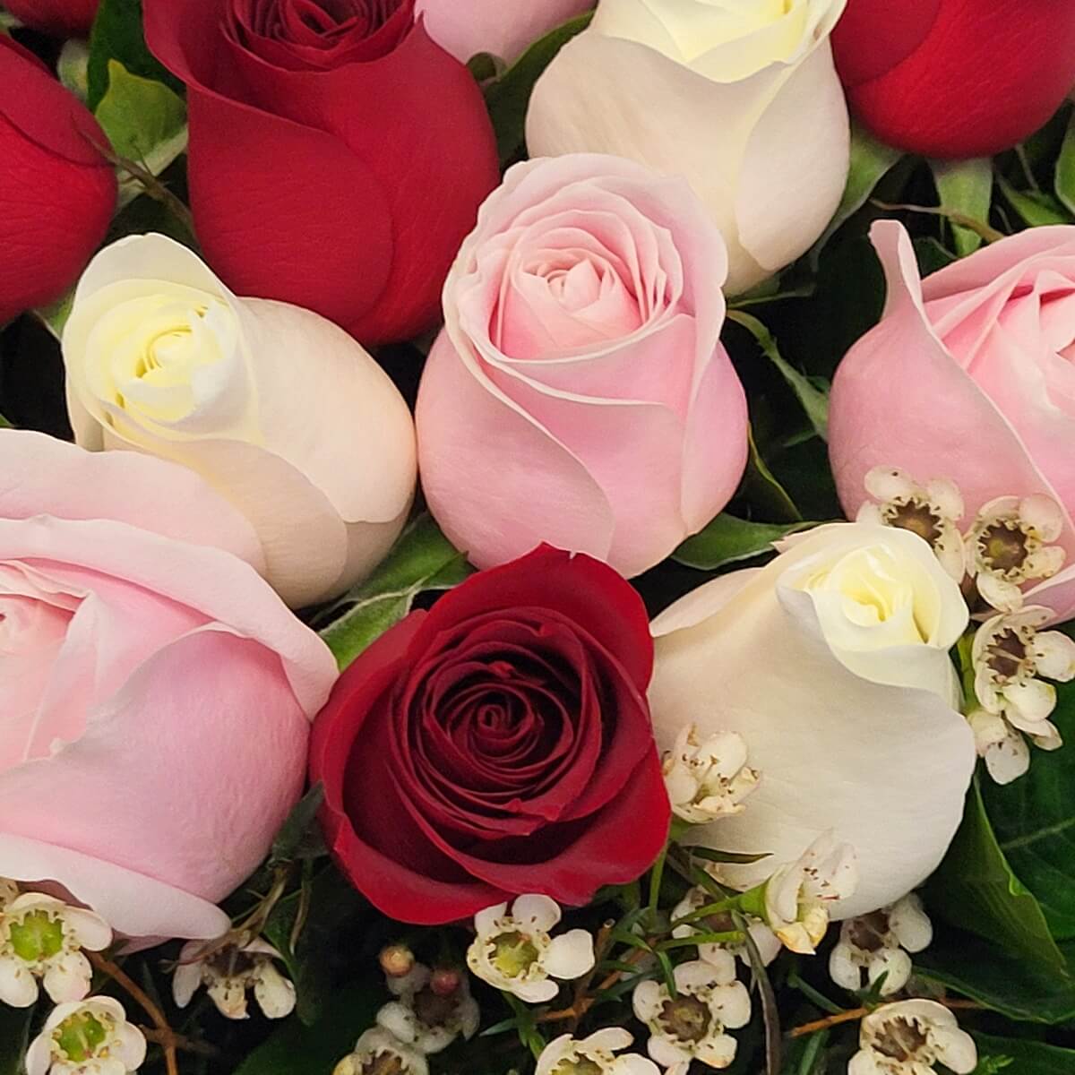 Close-up of red, pink, and ivory roses with white waxflowers - 紅玫瑰、粉玫瑰、奶白玫瑰與白色蠟花特寫