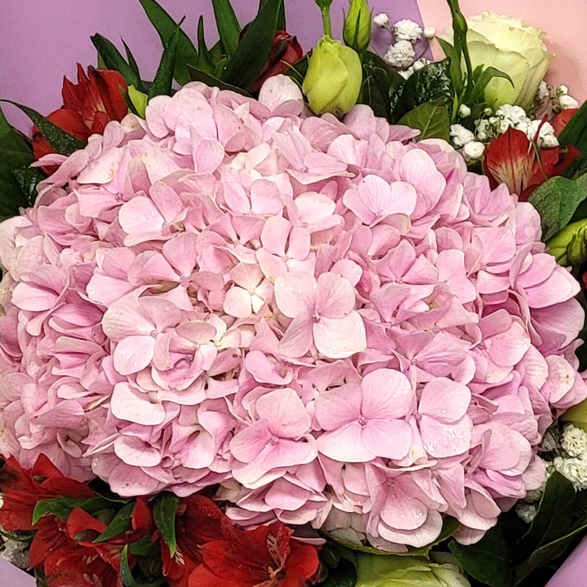 Delicate pink hydrangeas paired with red alstroemerias, creamy white roses, and baby's breath in a lush bouquet – 粉紅繡球襯紅紅掌、奶白玫瑰與滿天星,綠葉豐富層次感