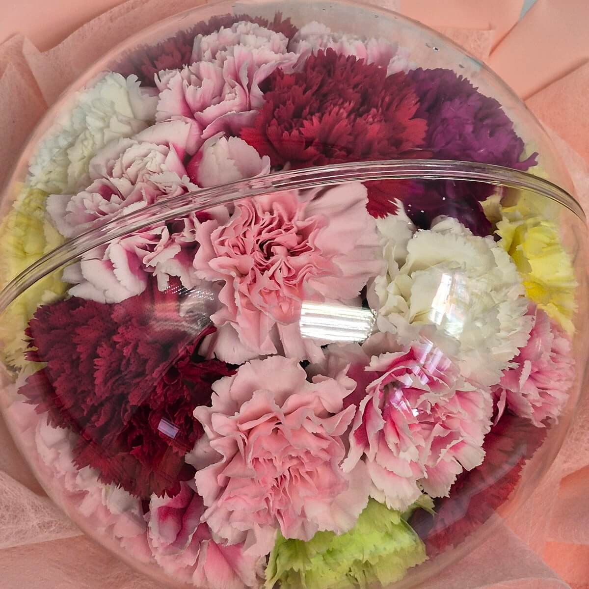 Close-up of pink, dark burgundy, white, and chartreuse carnations densely arranged inside a clear plastic sphere, with blush wrapping paper visible at the edges - 透明膠球內粉紅、深紅、白色及黃綠色康乃馨密集排列特寫,邊緣可見蜜桃色包裝紙