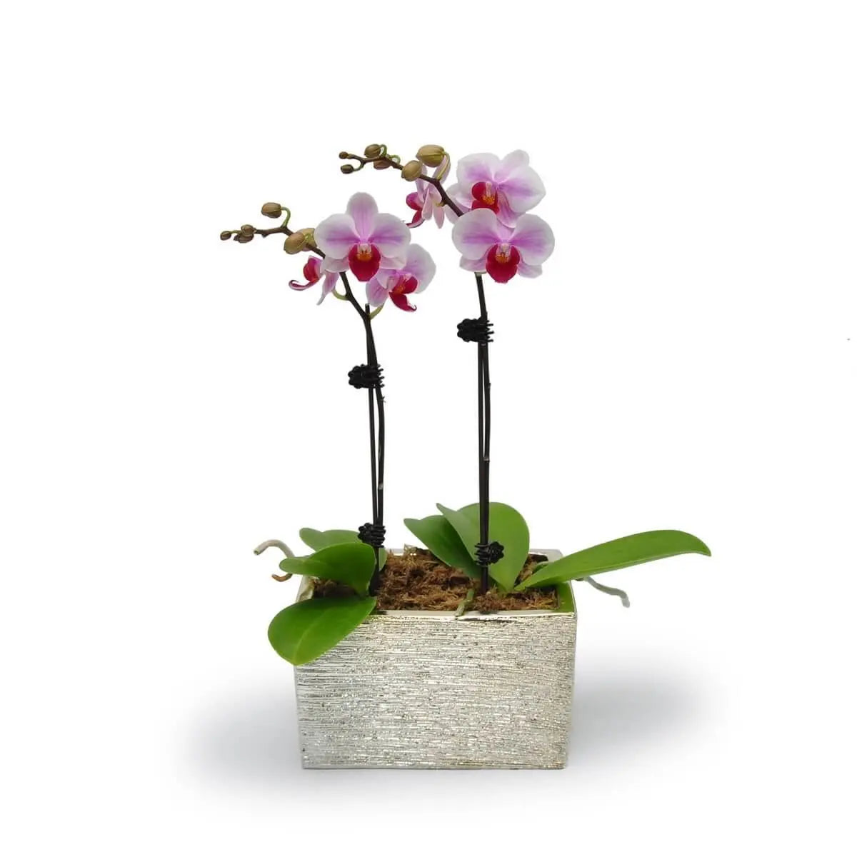 Two-stem pink and white phalaenopsis orchids with green foliage in a silver textured ceramic planter. 雙枝粉白蝴蝶蘭配綠葉,植於銀紋陶瓷盆器中,苔蘚覆蓋表面,設計典雅。