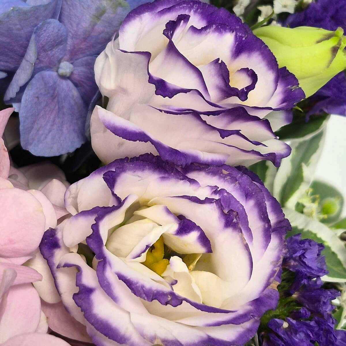 Close-up view of purple and white ruffled lisianthus flowers with delicate purple statice accents, showcasing layered petals and yellow centers - 紫白色褶邊洋桔梗特寫,配襯細緻紫色花材,展現多層花瓣與黃色花蕊