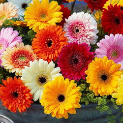 非洲菊 - Flower Delivery Hong Kong®