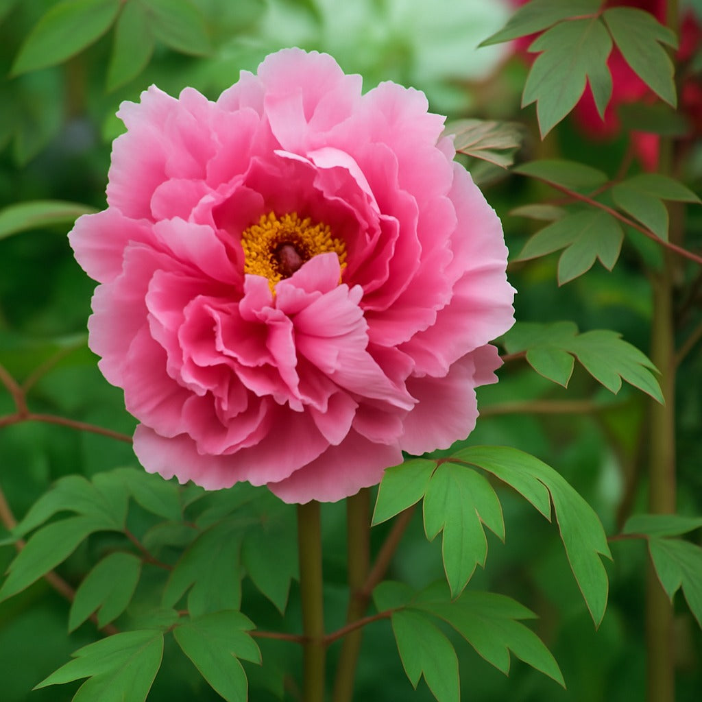 Peony Bloom – The King of Flowers | Discover the Meaning Behind Each Colour