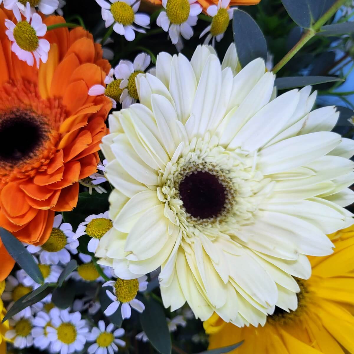 Detailed view of cream, orange, and yellow gerbera daisies surrounded by white chamomile blooms and greenery | 奶白、橙色及黃色非洲菊特寫，襯以白色洋甘菊與綠葉点缀
