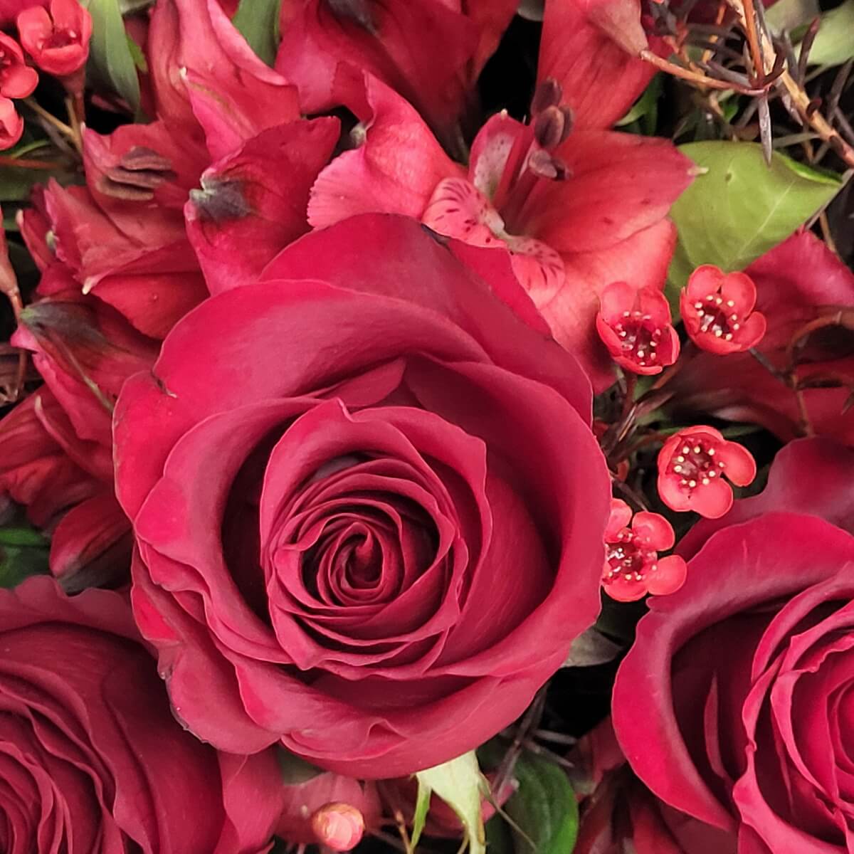 Macro view of a red rose in full bloom, framed by delicate wax flowers and vibrant red alstroemeria - 盛放紅玫瑰配襯精緻蠟花及鮮紅百合花瓣特寫