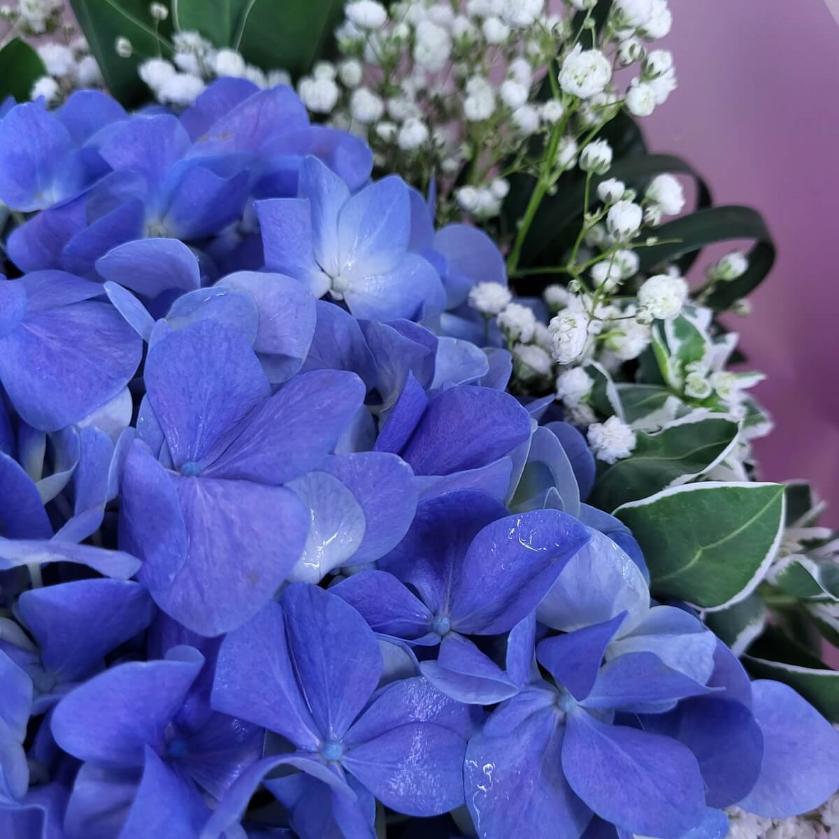 Macro detail of radiant blue hydrangeas paired with delicate white baby’s breath—an uplifting bouquet for celebrations. | 精緻藍繡球與白色滿天星特寫，散發喜悅氣息，為生日、升職或週年紀念送上祝福。